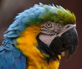 macaw © Steve Mutch