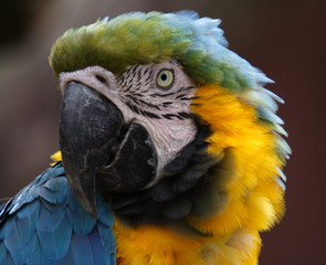macaw