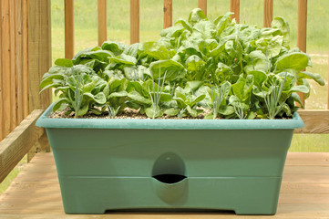 container gardening - vegetables