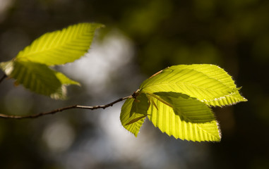 back lit branch of spring leaves