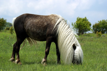 Obraz premium pony grazing