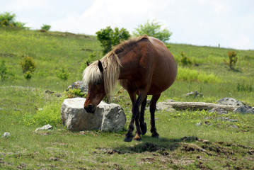 horse in the wild