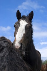 Fototapeta premium curious horse