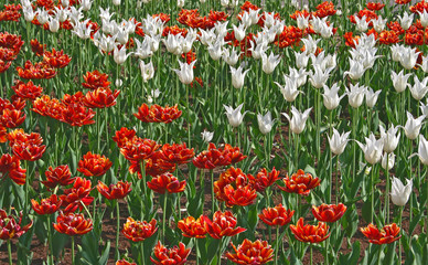 tulip field