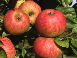 pommes à cidre