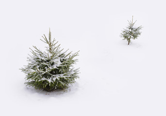 Fototapeta premium christmas tree