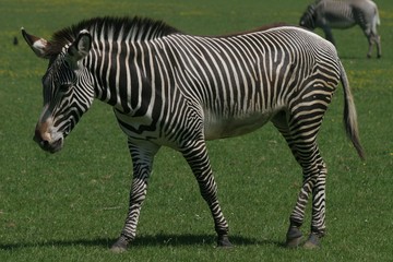 Fototapeta na wymiar Zebra Grevy'ego
