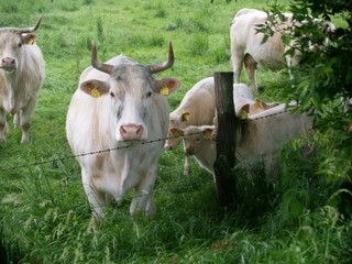 Obraz premium charolais - zucht, weiße rinder und kälber