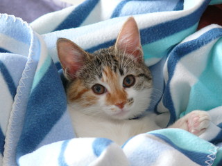 chat © Djibi
