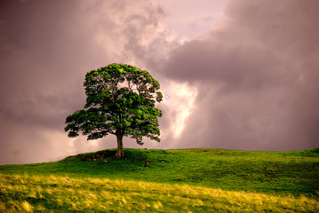 lonely tree