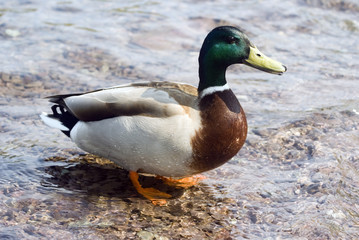 mallard duck