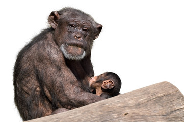 monkey mother & baby