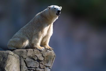 polar bear sitting on a rock