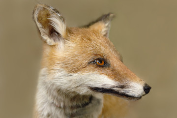 Naklejka na ściany i meble fox