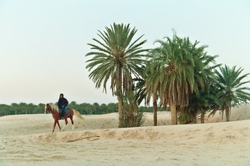vue d'un cavalier dans le desert