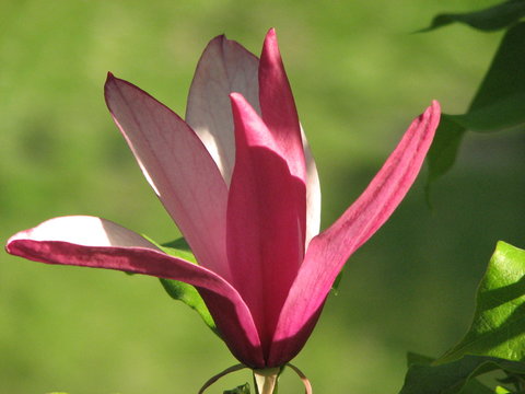 Fototapeta magnolia