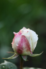white rose bud