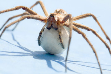 spider