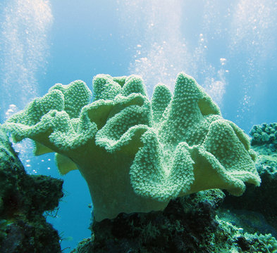 soft coral (sarcophyton glaucium)
