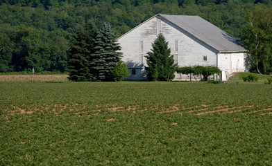 white bank barn in spring