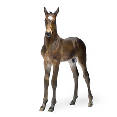 foal (12 days)