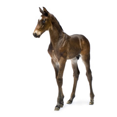 foal (12 days)
