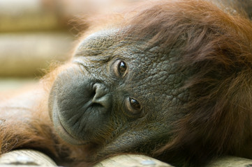 orang-utan lying down © Eric Isselée
