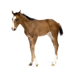 Obraz premium foal