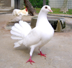 pomba branca ii
