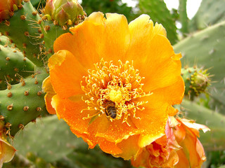 polinização do cacto