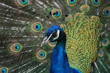 pavo