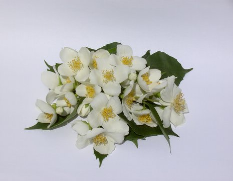 jasmin 04