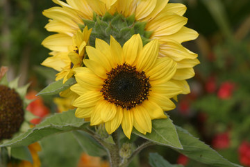 sun flower