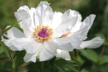 white peony