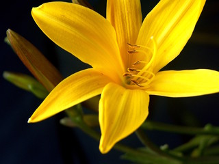 lilie macro © lofik