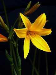 Fototapeta na wymiar lilie