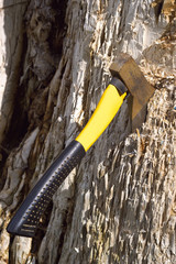 hatchet in a tree