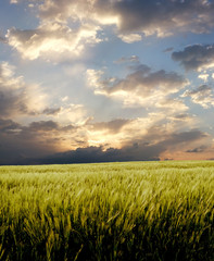 Fototapeta na wymiar barley field during stormy day
