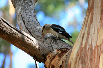 australien_07_0832