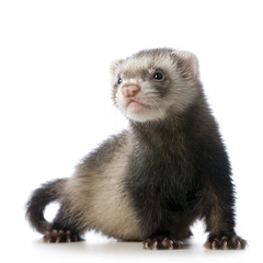 young siamese sable ferret kit (10 weeks) - obrazy, fototapety, plakaty
