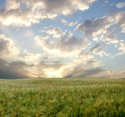 Fototapeta na wymiar Wheat field during stormy day