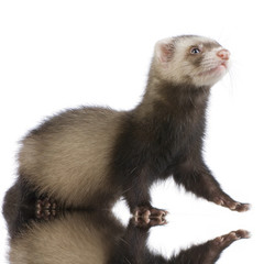 young siamese sable ferret kit (10 weeks)