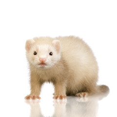 blue male ferret kit (10 weeks)