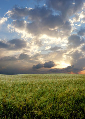 Wheat field during stormy day