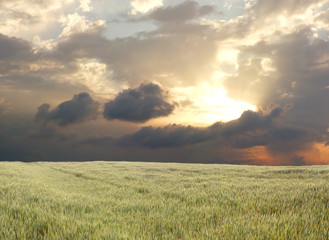 wheat field during stormy day