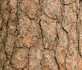 bark of a coniferous tree
