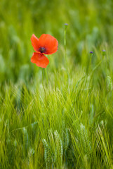 coquelicots