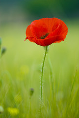 coquelicots