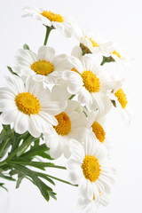 Obraz premium marigolds