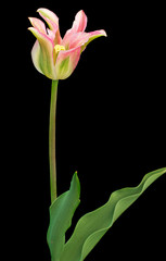 stripped tulip